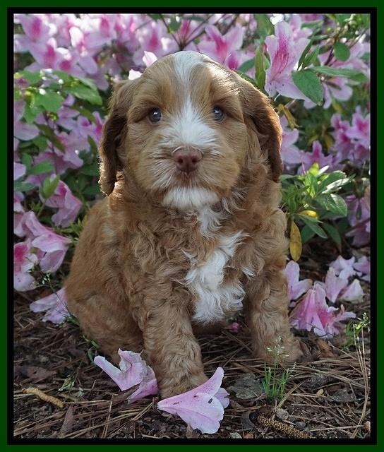Chloe Harbins pups 6 wks old 101