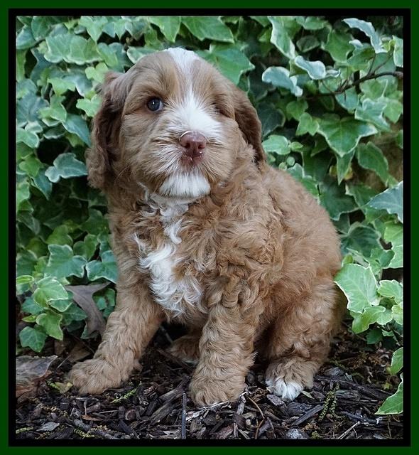 Chloe Harbins pups 6 wks old 91