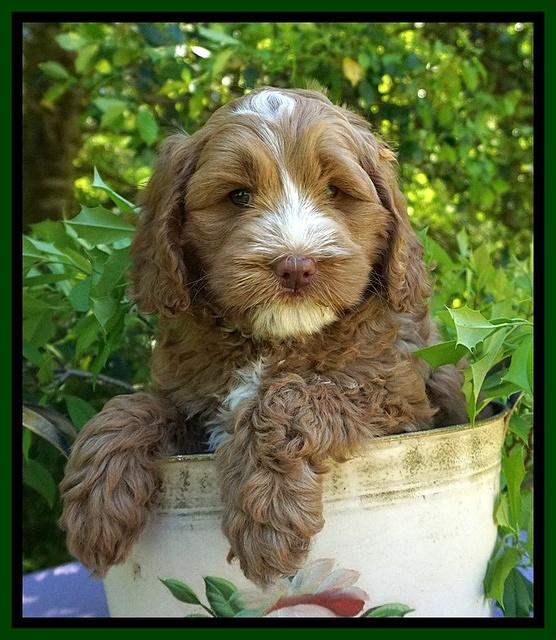 Chloe Harbins pups 7 wks old 41