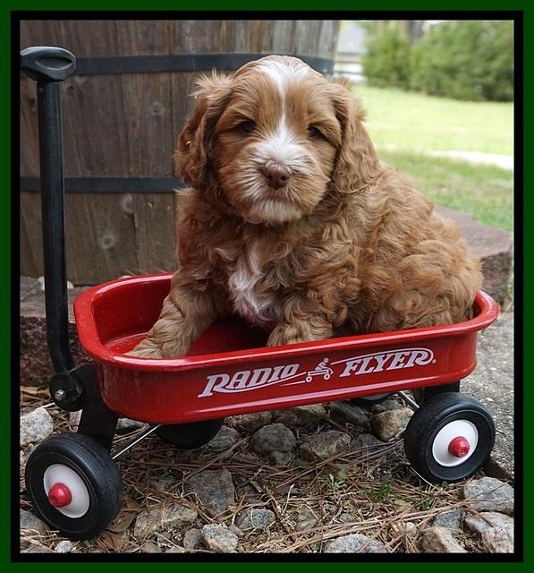 Chole Blaze pups 5 wks old 91