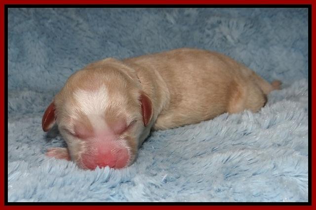 Chloe Harbins newborn pups51