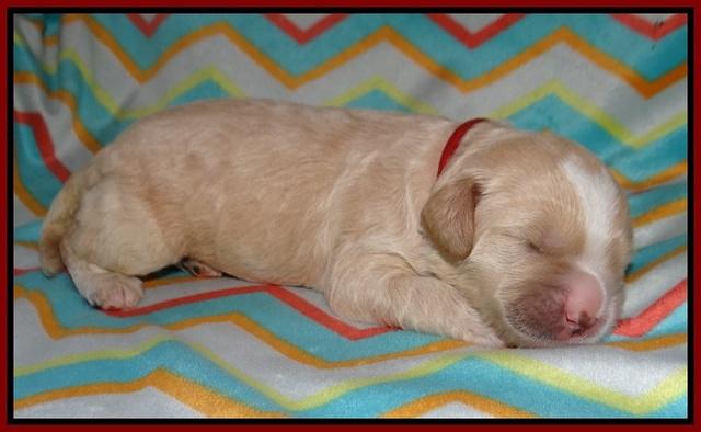 Chloe Harbins pups 1 wk old 21