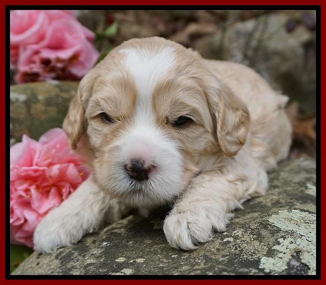 Chloe Harbins pups 3 wks old 51
