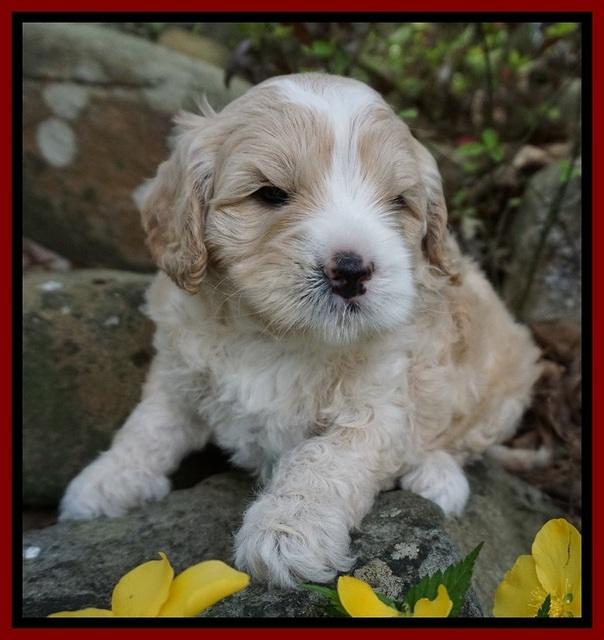 Chloe Harbins pups 4 wks old 71