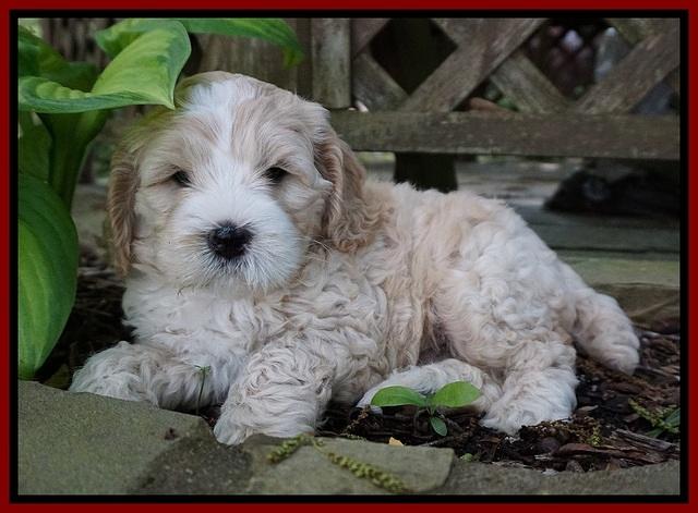 Chloe Harbins pups 6 wks old 41