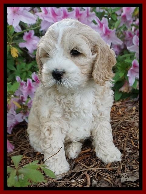 Chloe Harbins pups 6 wks old 71