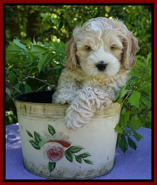 Chloe Harbins pups 7 wks old 61