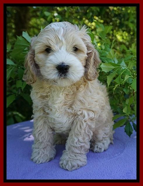 Chloe Harbins pups 7 wks old 71