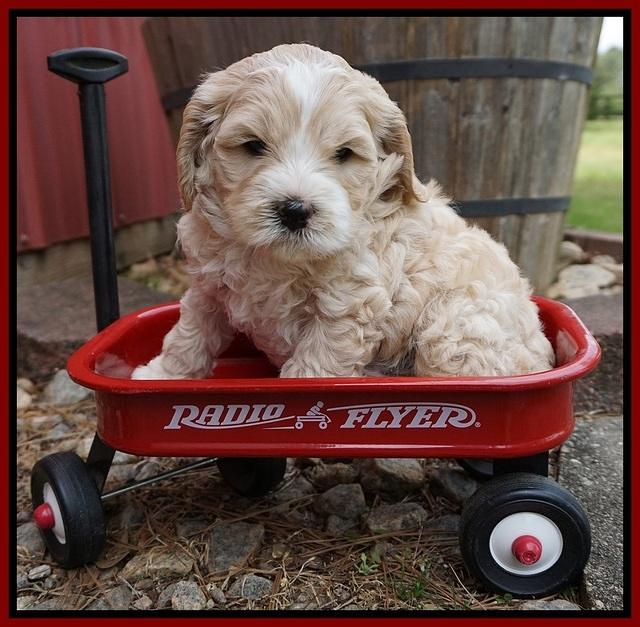 Chole Blaze pups 5 wks old 71