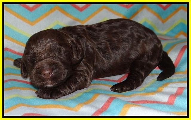 Chloe Harbins pups 1 wk old 61