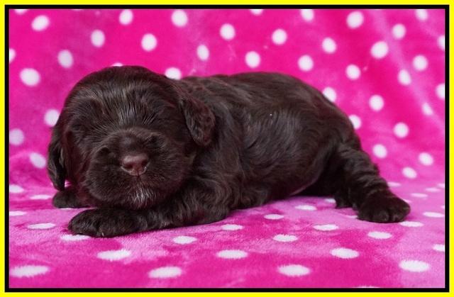 Chloe Harbins pups 2 wks old 71