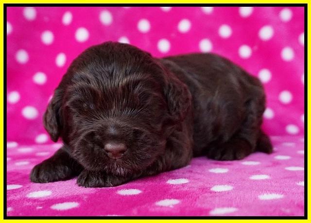 Chloe Harbins pups 2 wks old 81