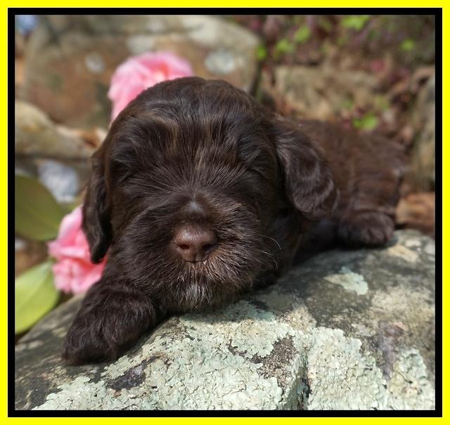 Chloe Harbins pups 3 wks old 111