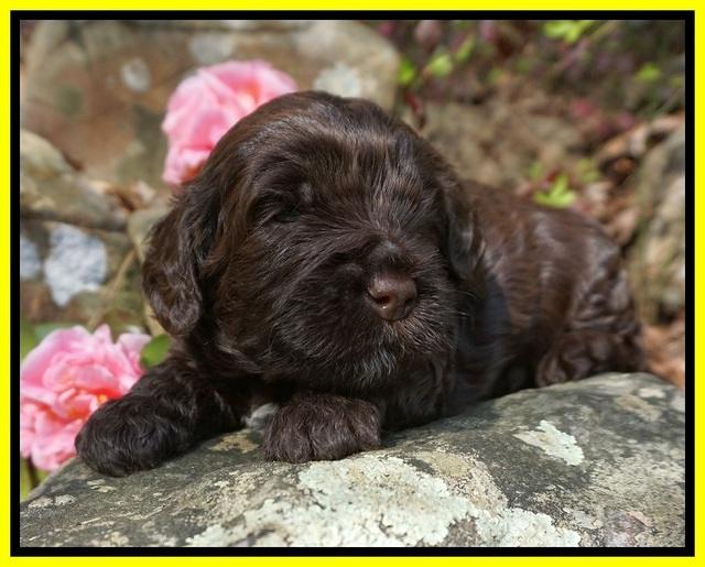 Chloe Harbins pups 3 wks old 121
