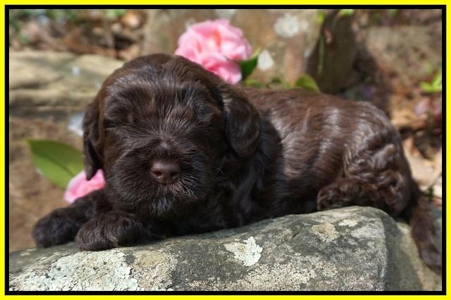 Chloe Harbins pups 3 wks old 131