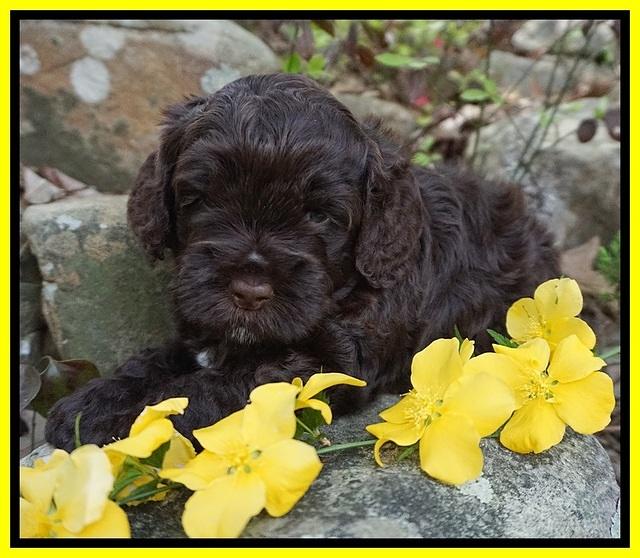 Chloe Harbins pups 4 wks old 131