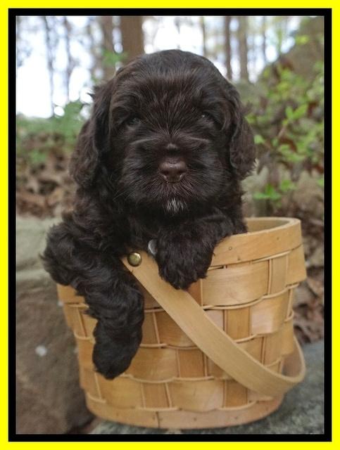 Chloe Harbins pups 4 wks old 151