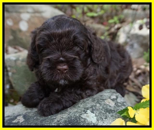 Chloe Harbins pups 4 wks old 161