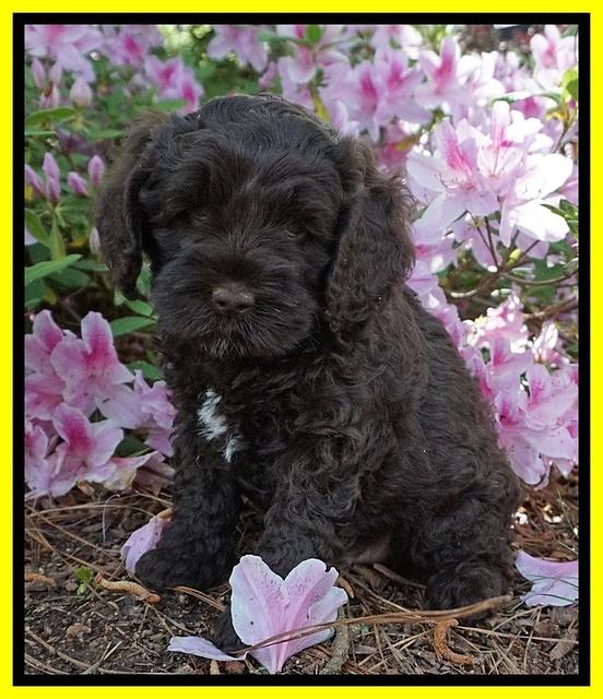 Chloe Harbins pups 6 wks old 141