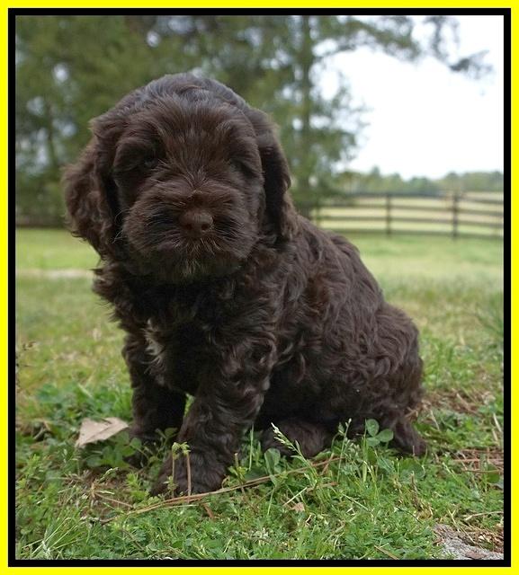Chole Blaze pups 5 wks old 151