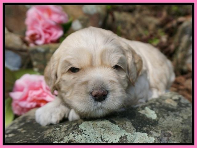 Chloe Harbins pups 3 wks old 141