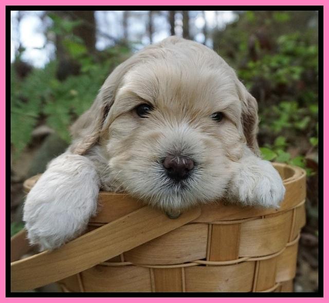Chloe Harbins pups 4 wks old 181