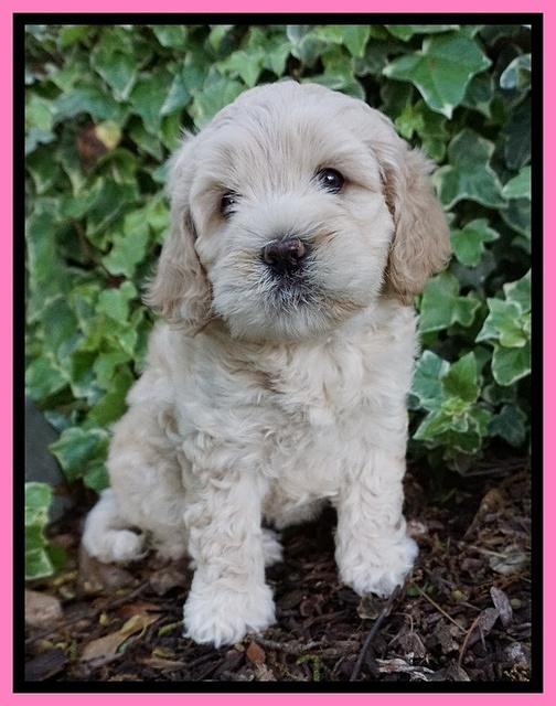 Chloe Harbins pups 6 wks old 181