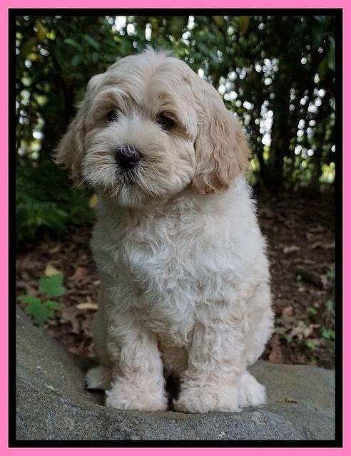 Chloe Harbins pups 8 weeks old 101