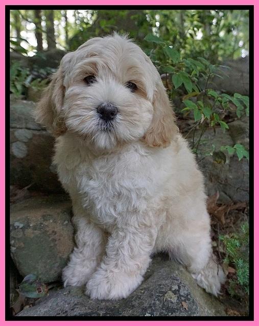 Chloe Harbins pups 8 weeks old 111