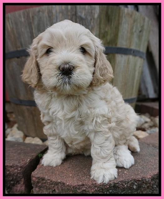 Chole Blaze pups 5 wks old 171