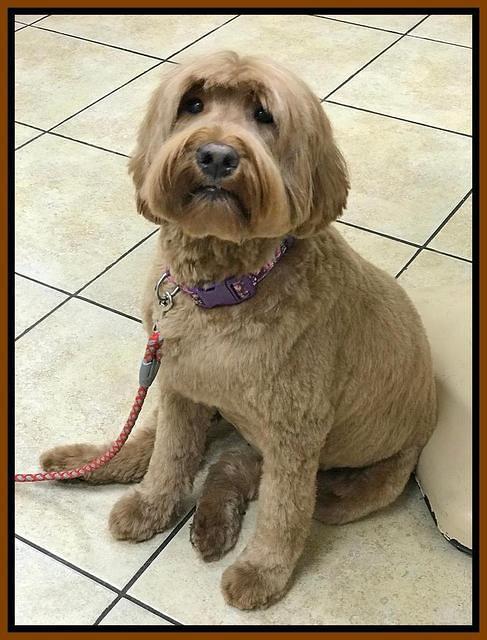 Cookie day 58 preg 1