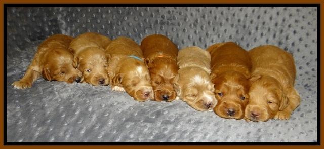 Prim Benz pups 2 wks old151