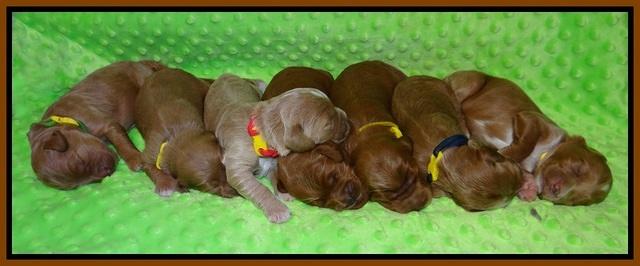 Prim and Benz pups 1 wk old151