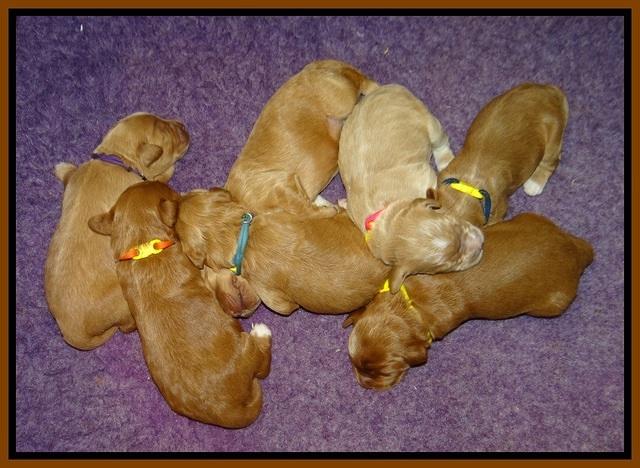 Prim and Benz pups 1 wk old161