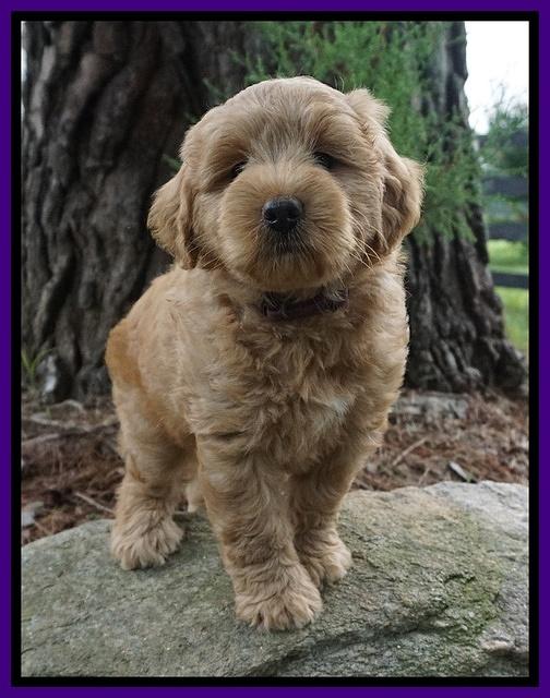 Cookie Benz pups 7 wks old 51