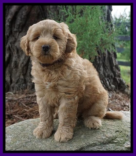 Cookie Benz pups 7 wks old 61