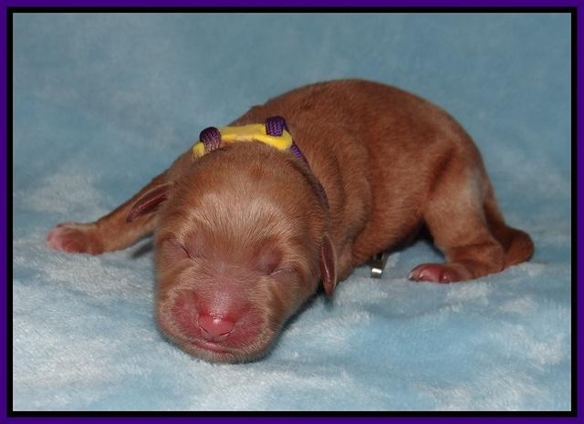 Prim Benz Newborn pics 41