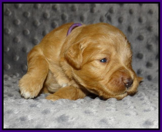 Prim Benz pups 2 wks old41