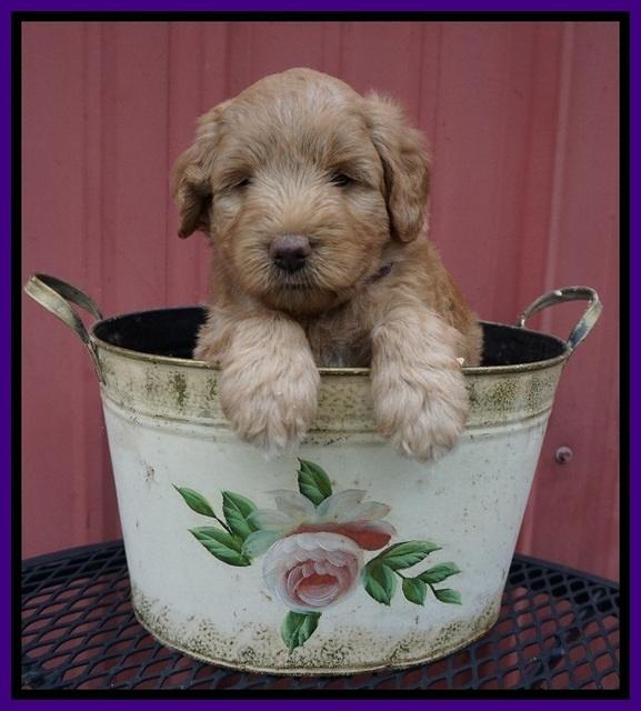 Prim Benz pups 5 wks old 41