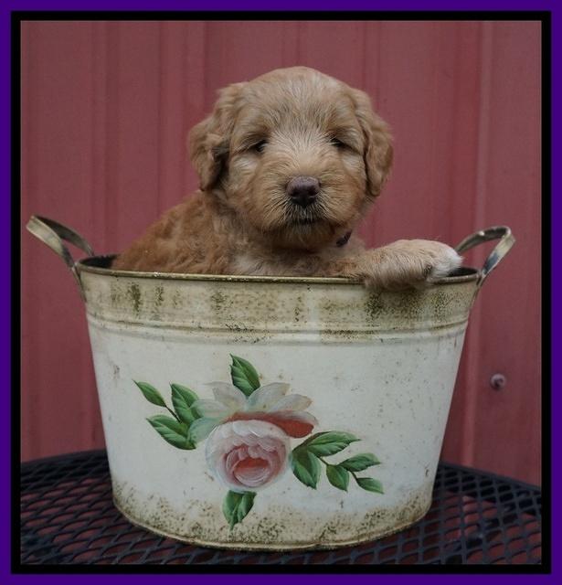 Prim Benz pups 5 wks old 71