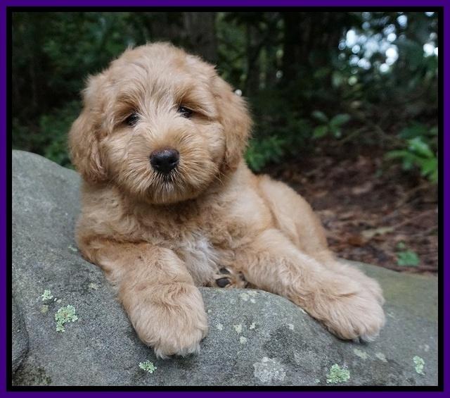 Prim Benz pups 8 wks old 2248