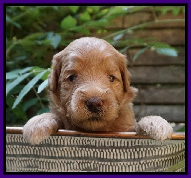 Prim and benz pups 3 wks old 41