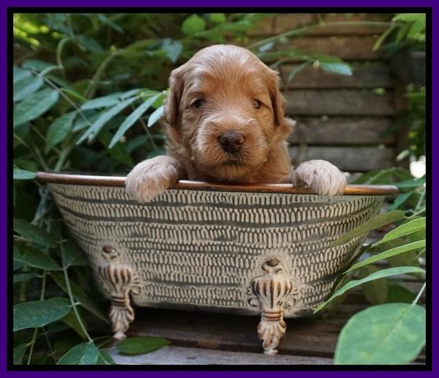 Prim and benz pups 3 wks old 51