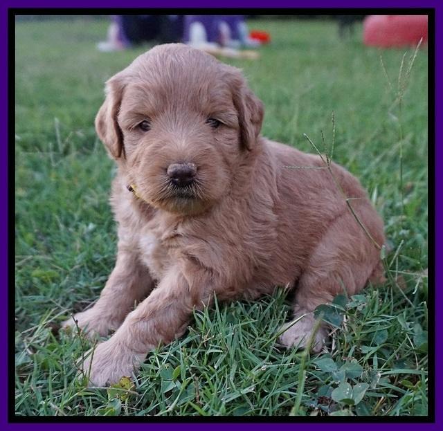 Prim and benz pups 4 wks old 31