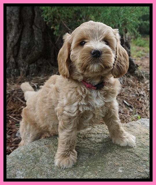 Cookie Benz pups 7 wks old 11