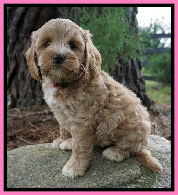 Cookie Benz pups 7 wks old 41