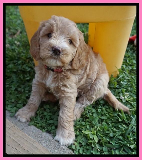 Prim Benz pups 6 weeks old 41