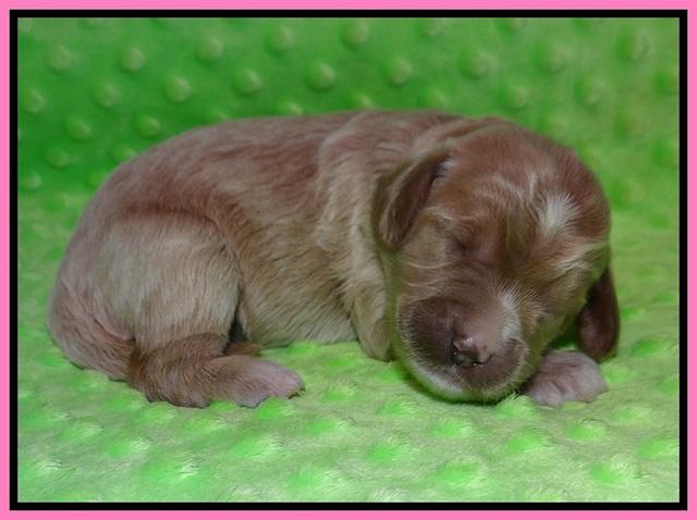 Prim and Benz pups 1 wk old11
