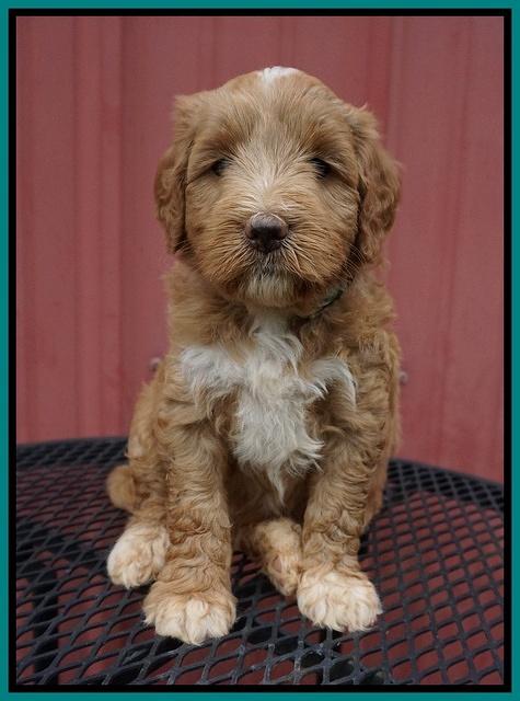 Prim Benz pups 5 wks old 101