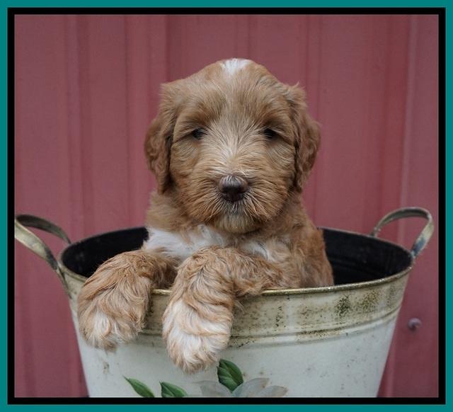 Prim Benz pups 5 wks old 111